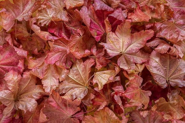 Jaynes Gallery 아티스트의 USA-Washington State-Seabeck Vine maple leaves in autumn작품입니다.